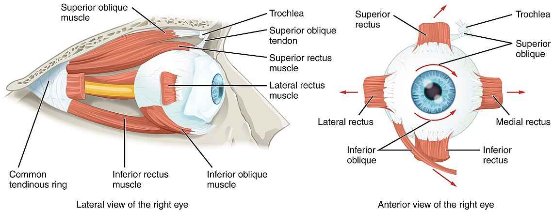 Extraocular Muscles of the Human Eye