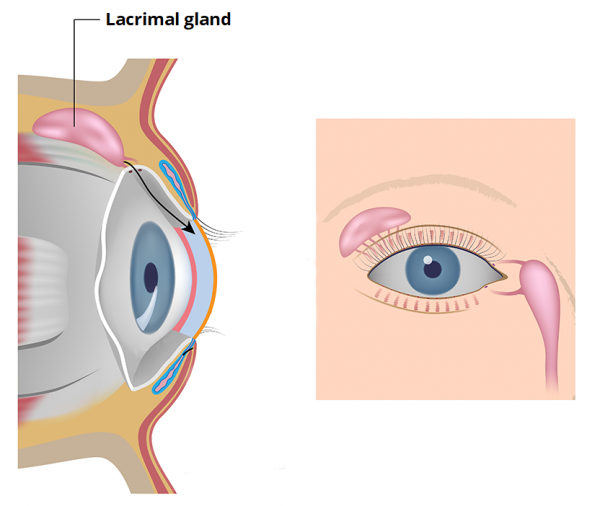 Anatomical Location of lacrimal gland