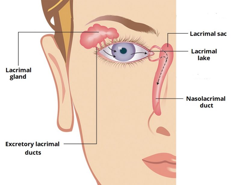 Anatomical Structure