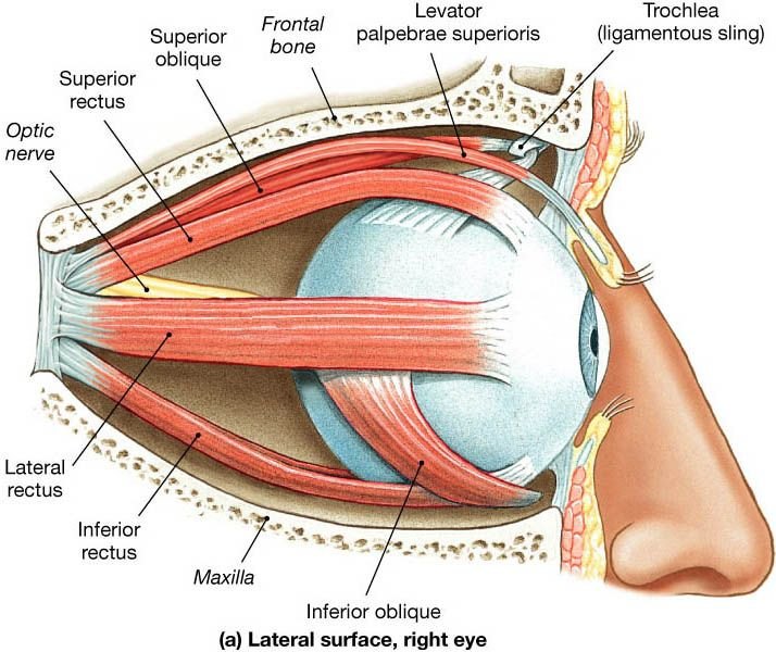 extraocular muscles